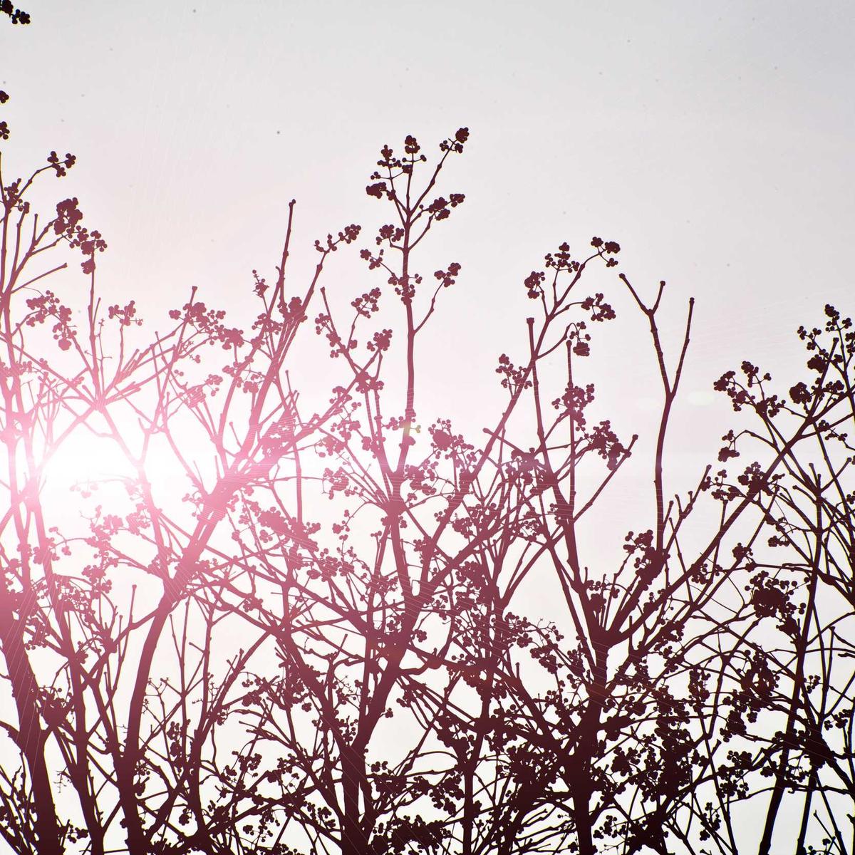 WTB: Men's safari shirt – 1