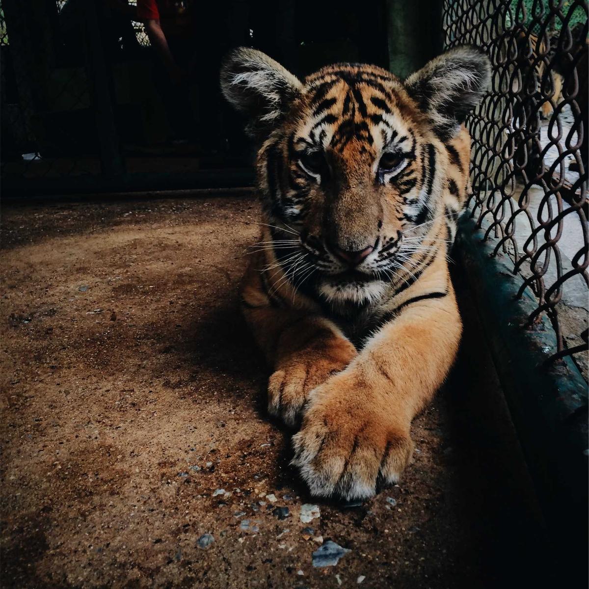 WTB: Toyota Hilux 2018 4x4 – 2